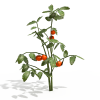 番茄树-动植物-植物-VR/AR模型-3D城