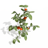 番茄树-动植物-植物-VR/AR模型-3D城