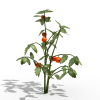 番茄树-动植物-植物-VR/AR模型-3D城