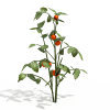 番茄树-动植物-植物-VR/AR模型-3D城
