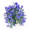 紫色的花-动植物-花草-VR/AR模型-3D城