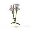花草-动植物-花草-VR/AR模型-3D城