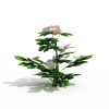 茶花-动植物-花草-VR/AR模型-3D城