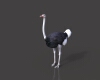 鸵鸟-动植物-鸟类-VR/AR模型-3D城