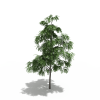 树-动植物-植物-VR/AR模型-3D城