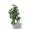 树-动植物-植物-VR/AR模型-3D城