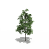 树-动植物-植物-VR/AR模型-3D城