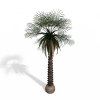 热带树-动植物-植物-VR/AR模型-3D城