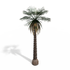 热带树-动植物-植物-VR/AR模型-3D城