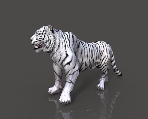 白虎-动植物-哺乳动物-vr/ar模型-3d城