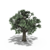 树木-动植物-植物-VR/AR模型-3D城