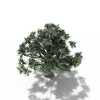 树木-动植物-植物-VR/AR模型-3D城