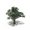 树木-动植物-植物-VR/AR模型-3D城