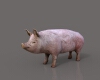 小猪-动植物-哺乳动物-VR/AR模型-3D城