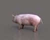 小猪-动植物-哺乳动物-VR/AR模型-3D城