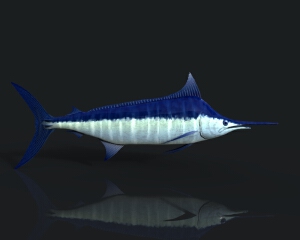 大西洋蓝枪鱼