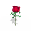 玫瑰花-动植物-花草-VR/AR模型-3D城