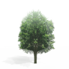 景观树-动植物-植物-VR/AR模型-3D城