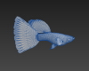 孔雀鱼-动植物-鱼类-VR/AR模型-3D城