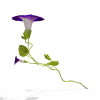 牵牛花-动植物-花草-VR/AR模型-3D城
