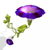 牵牛花-动植物-花草-VR/AR模型-3D城