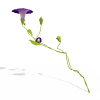 牵牛花-动植物-花草-VR/AR模型-3D城