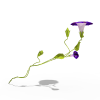 牵牛花-动植物-花草-VR/AR模型-3D城