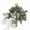樱桃树-动植物-植物-VR/AR模型-3D城