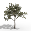 樱桃树-动植物-植物-VR/AR模型-3D城