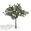 樱桃树-动植物-植物-VR/AR模型-3D城