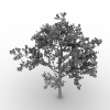 樱桃树-动植物-植物-VR/AR模型-3D城