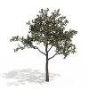 樱桃树-动植物-植物-VR/AR模型-3D城