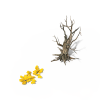 树-动植物-植物-VR/AR模型-3D城
