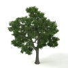 园林植物-动植物-植物-VR/AR模型-3D城