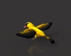 黄鹂-动植物-鸟类-VR/AR模型-3D城
