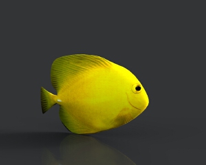 黄高鳍刺尾鱼