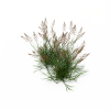 草花-动植物-花草-VR/AR模型-3D城