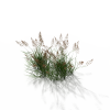 草花-动植物-花草-VR/AR模型-3D城