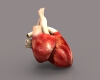 心脏-角色人体-医学解剖-VR/AR模型-3D城