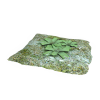 小草-动植物-植物-VR/AR模型-3D城