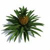 菠萝树-动植物-其它-VR/AR模型-3D城