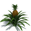 菠萝树-动植物-其它-VR/AR模型-3D城
