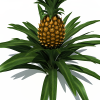菠萝树-动植物-其它-VR/AR模型-3D城