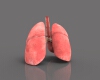 气管、支气管和肺-角色人体-医学解剖-VR/AR模型-3D城