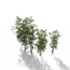 竹子-动植物-其它-VR/AR模型-3D城