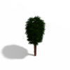 棕榈树-动植物-植物-VR/AR模型-3D城
