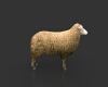 湖羊-动植物-哺乳动物-VR/AR模型-3D城