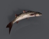 鲻鱼-动植物-鱼类-VR/AR模型-3D城