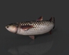 鲻鱼-动植物-鱼类-VR/AR模型-3D城