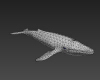 鲸鱼-动植物-哺乳动物-VR/AR模型-3D城